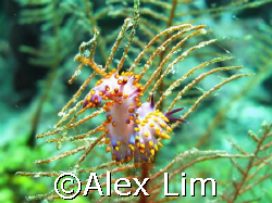 Flabellina? by Alex Lim 